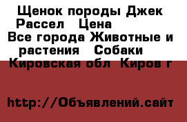 Щенок породы Джек Рассел › Цена ­ 45 000 - Все города Животные и растения » Собаки   . Кировская обл.,Киров г.